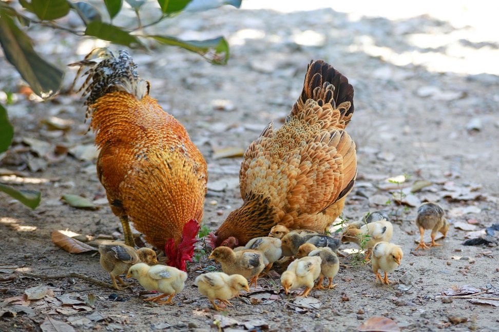 Cannabis-fed Chickens Will Likely Be Sold at a Premium
