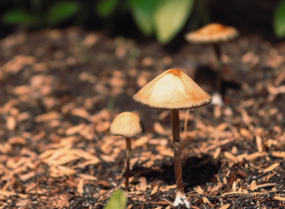 Psilocybin Could Provide Hope for Treatment Resistant Depression