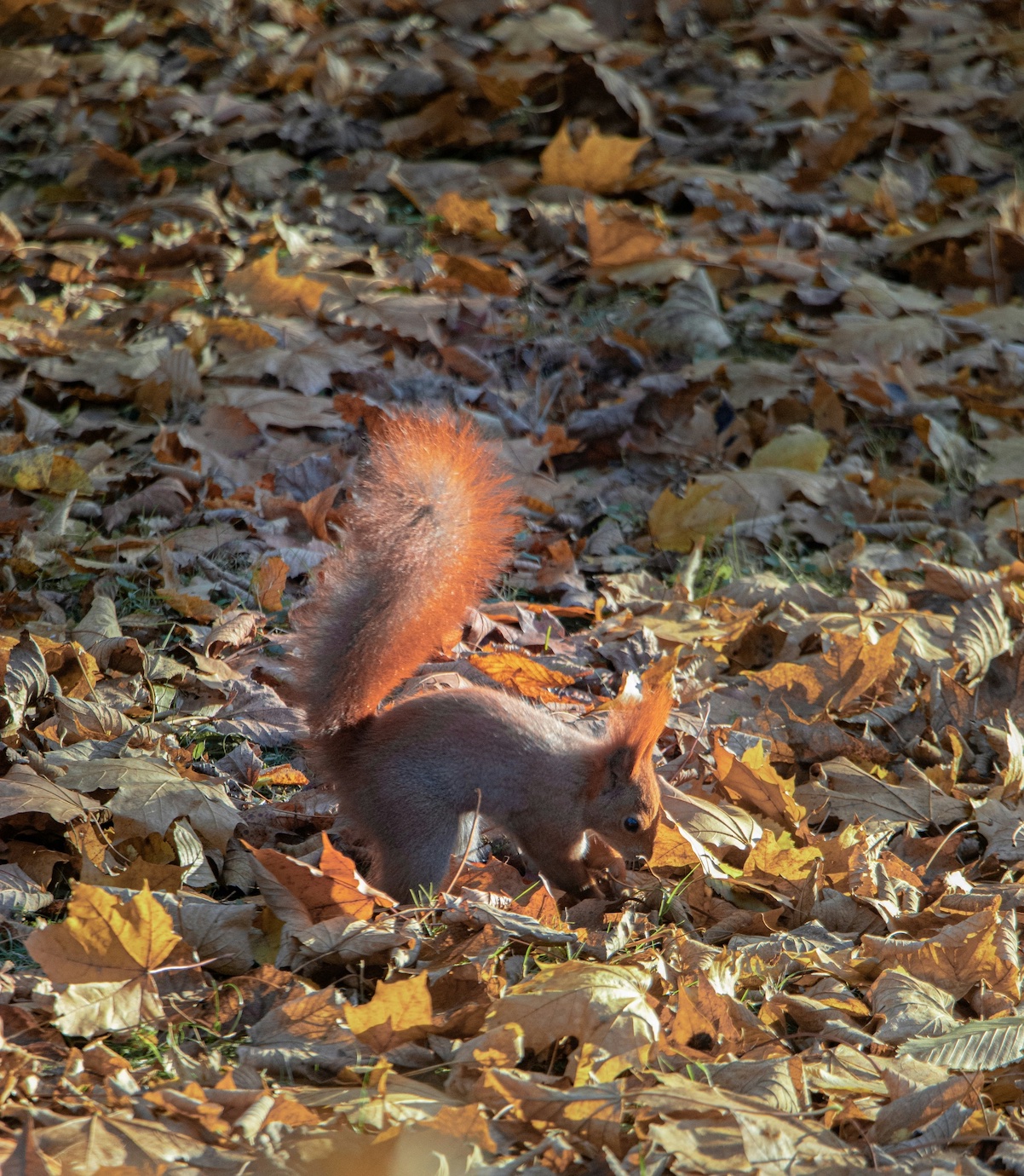 Squirrel burying a nut; image by Alexander Kovalev, via Unsplash.com.